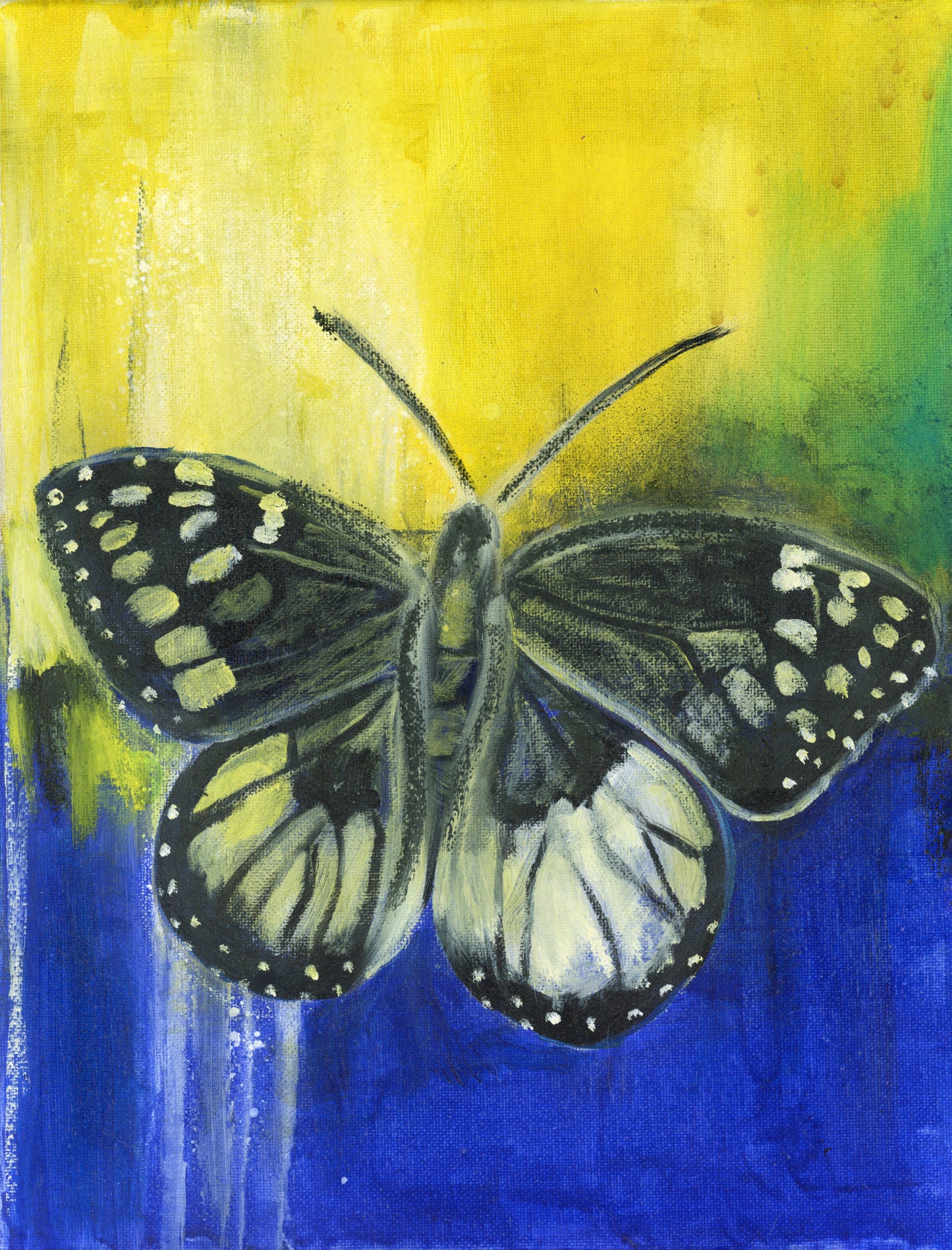 Blue Yellow Butterfly